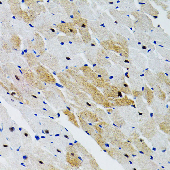 SHP2 Rabbit polyclonal antibody