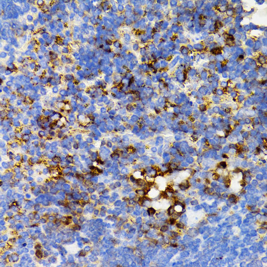 SHP2 Rabbit polyclonal antibody