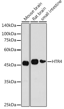 HTR4 Rabbit polyclonal antibody