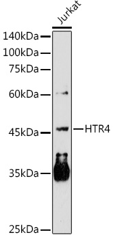 HTR4 Rabbit polyclonal antibody