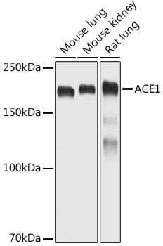 ACE1 Rabbit polyclonal antibody