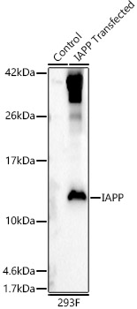 IAPP Rabbit polyclonal antibody