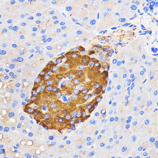 IAPP Rabbit polyclonal antibody