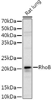 RhoB Rabbit polyclonal antibody