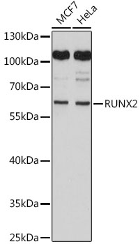 RUNX2 Rabbit polyclonal antibody