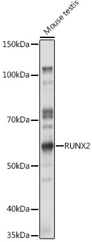 RUNX2 Rabbit polyclonal antibody