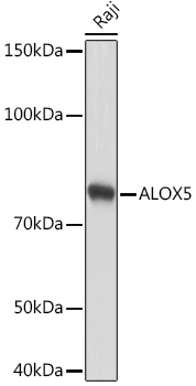 ALOX5 Rabbit monoclonal antibody