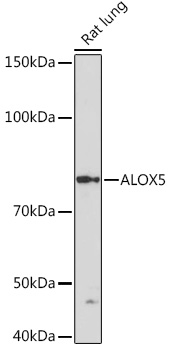 ALOX5 Rabbit monoclonal antibody
