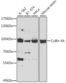 Cullin 4A Rabbit polyclonal antibody