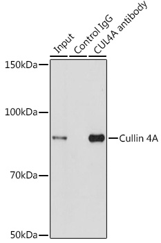 Cullin 4A Rabbit polyclonal antibody