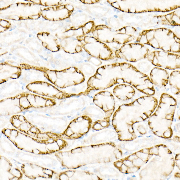 Aquaporin-4 (AQP4) Rabbit polyclonal antibody