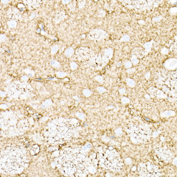 Aquaporin-4 (AQP4) Rabbit polyclonal antibody