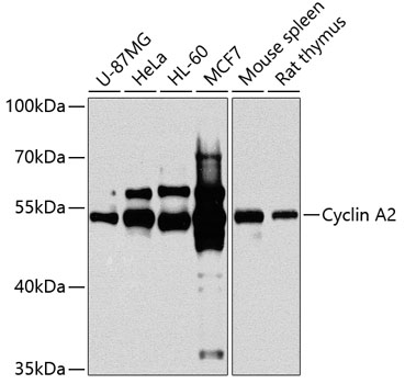 Cyclin A2 Rabbit pAb