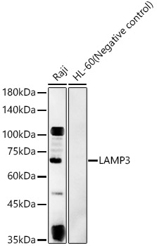 LAMP3 Rabbit polyclonal antibody