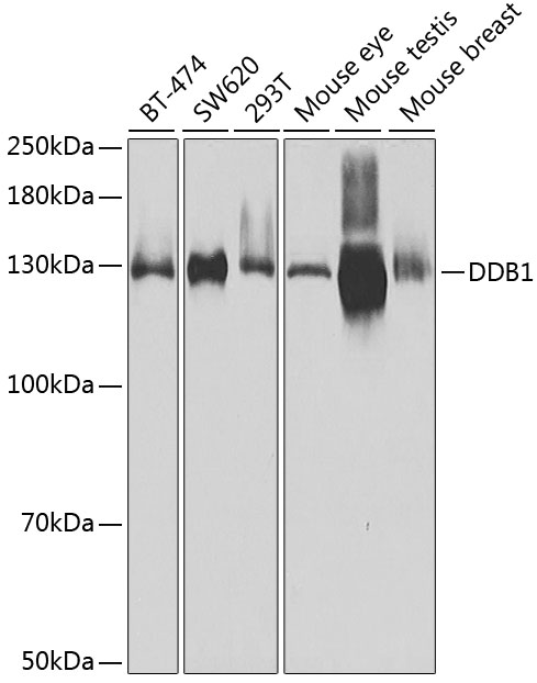 DDB1 Rabbit polyclonal antibody