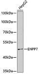 Western blot - ENPP7 Rabbit pAb (A2912)
