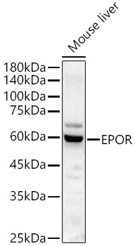 EPOR Rabbit polyclonal antibody
