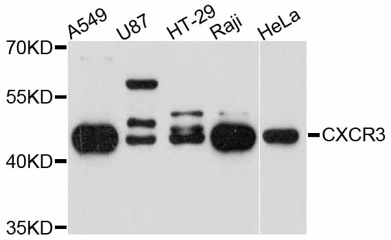 CXCR3 Rabbit polyclonal antibody