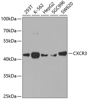 CXCR3 Rabbit polyclonal antibody