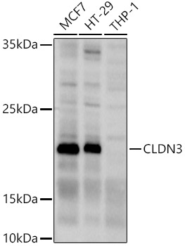 CLDN3 Rabbit polyclonal antibody