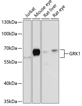 GRK1 Rabbit polyclonal antibody