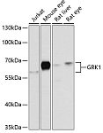 Western blot - GRK1 Rabbit pAb (A2966)