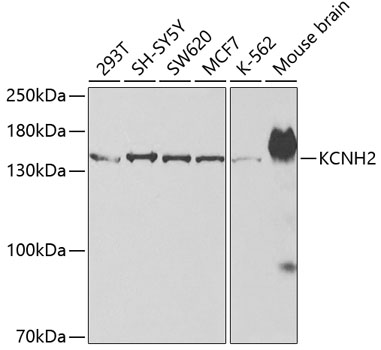 KCNH2 Rabbit polyclonal antibody