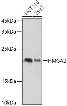 HMGA2 Rabbit polyclonal antibody