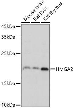 HMGA2 Rabbit polyclonal antibody