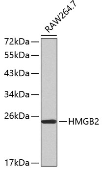 HMGB2 Rabbit pAb