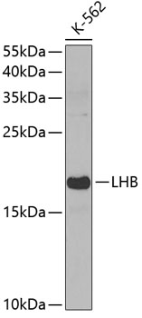 LHB Rabbit polyclonal antibody