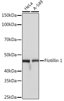 Flotillin 1 Rabbit monoclonal antibody