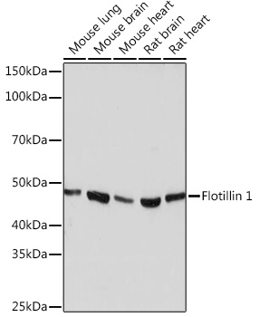 Flotillin 1 Rabbit monoclonal antibody