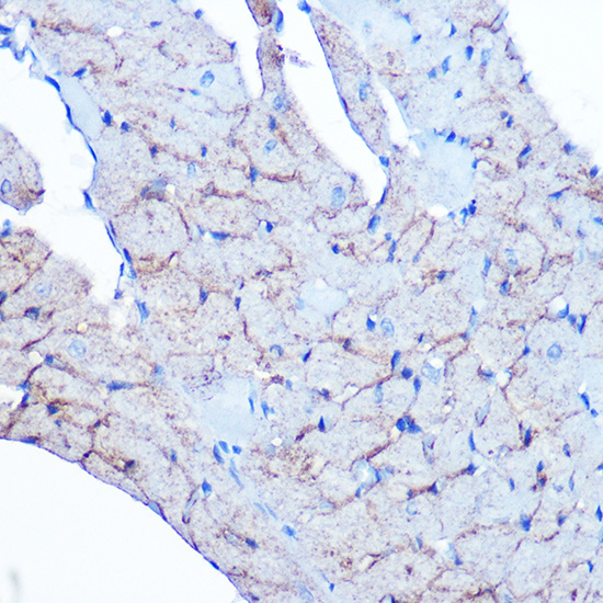 Flotillin 1 Rabbit monoclonal antibody