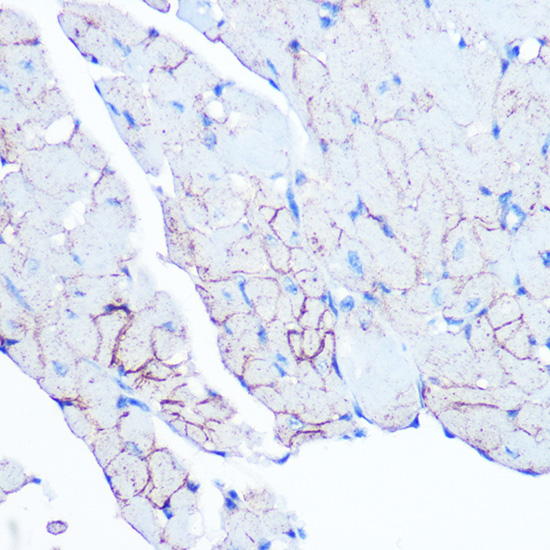 Flotillin 1 Rabbit monoclonal antibody