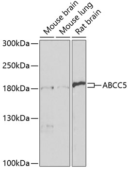 ABCC5 Rabbit pAb