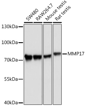 MMP17 Rabbit polyclonal antibody