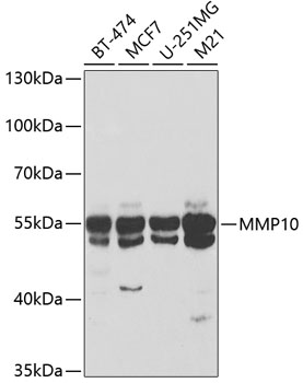 MMP10 Rabbit polyclonal antibody