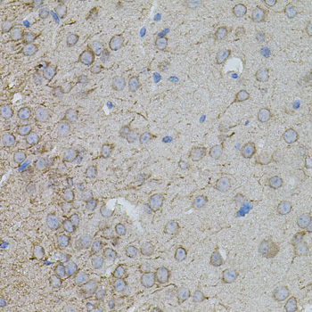 MMP10 Rabbit polyclonal antibody