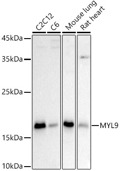 MYL9 Rabbit polyclonal antibody