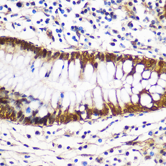 14-3-3 gamma Rabbit polyclonal antibody