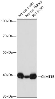 CKMT1B Rabbit polyclonal antibody