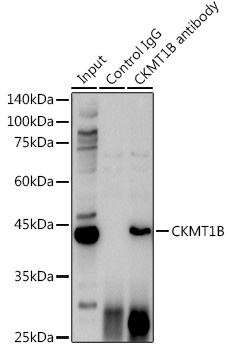 CKMT1B Rabbit polyclonal antibody