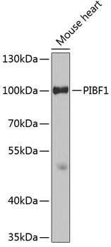 PIBF1 Rabbit polyclonal antibody