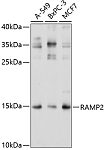 Western blot - RAMP2 Rabbit pAb (A3075)