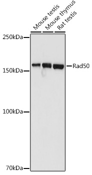 Rad50 Rabbit polyclonal antibody