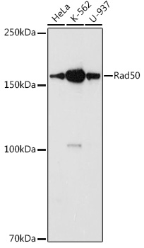 Rad50 Rabbit polyclonal antibody