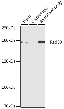 Rad50 Rabbit polyclonal antibody