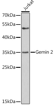Gemin 2 Rabbit polyclonal antibody
