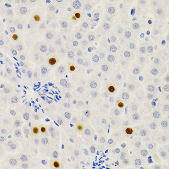 Gemin 2 Rabbit polyclonal antibody